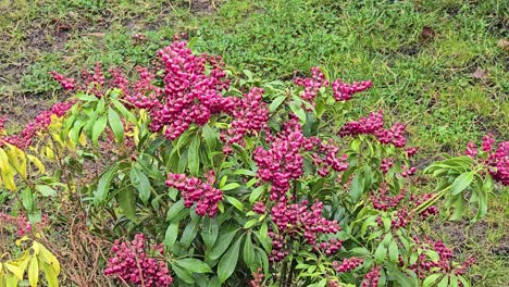 Pieris-Japonica,-Tal-Valentinstag,-In-Blüte