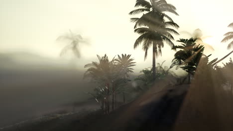 View-of-the-Palm-Trees-in-Fog