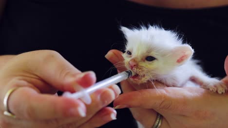 fluffy white kitten gently fed kitten formula with a 1ml syringe