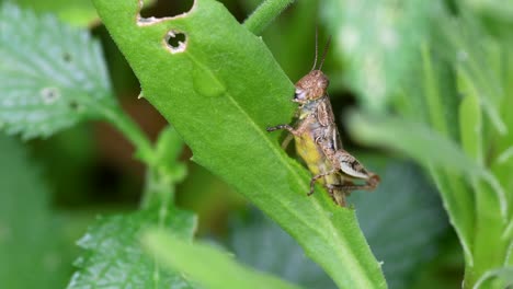 Einzelne-Heuschrecke,-Die-Sich-Vom-Grünen-Laub-Im-Garten-Ernährt---Nahaufnahme