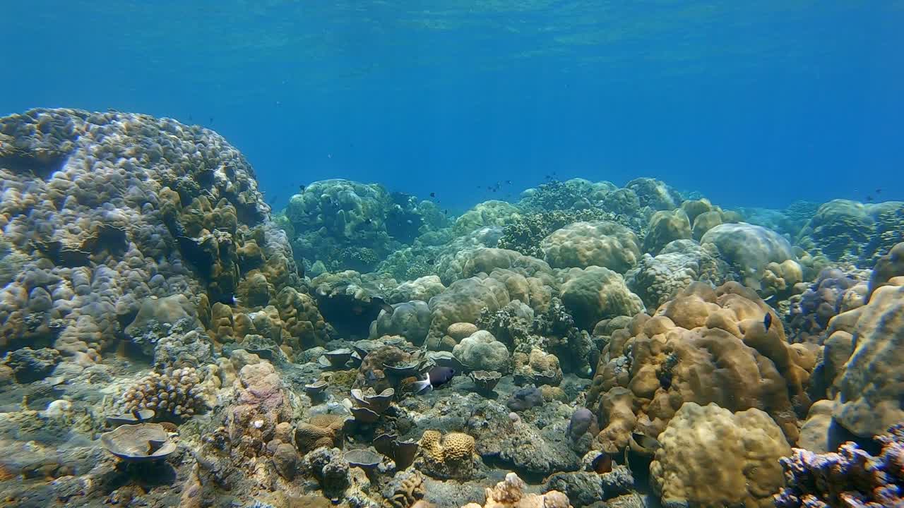 escena de arrecifes de coral duro en aguas poco profundas con luces y sombras bailando en el colorido coral