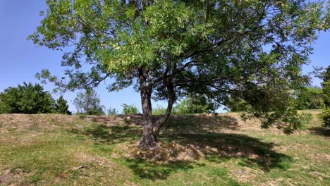 A-single-tree-stands-tall-on-a-grassy-hill-in-Crimea