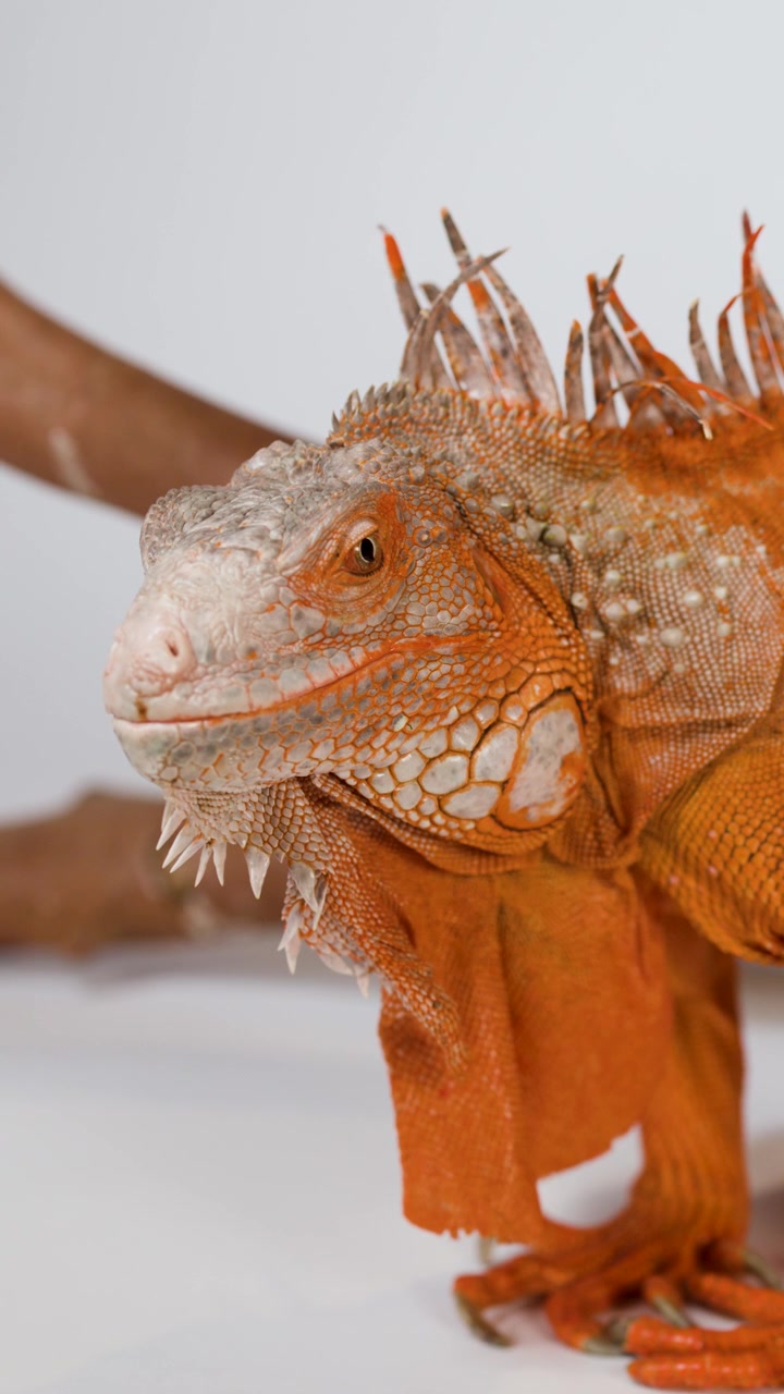 Primo piano di un'iguana rossa su sfondo bianco