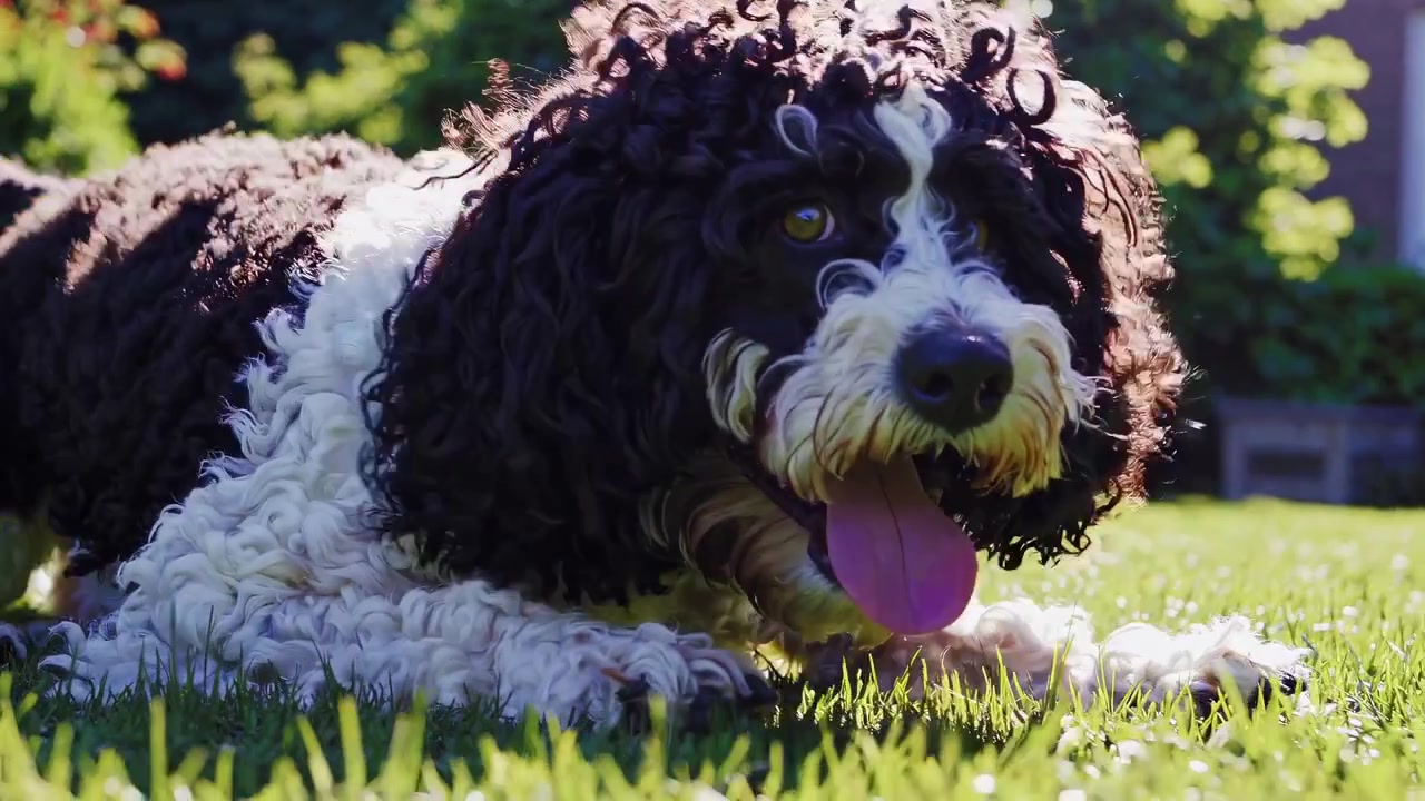 Happy Dog Running and Playing on Green Grass in Garden