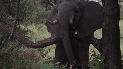 Elefant-Steht-In-Der-Nähe-Eines-Astes-Und-Kratzt-Sich-Mit-Bewegung-Am-Hals,-Afrika