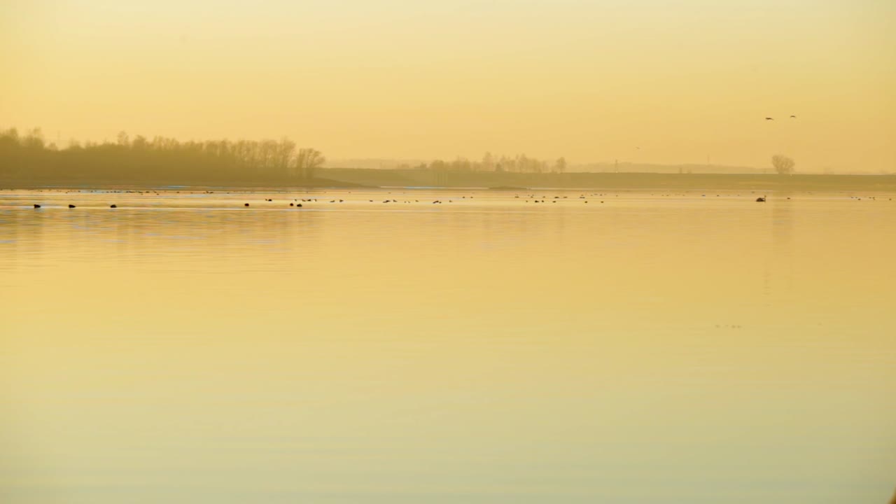 노란색 안개가 자욱한 일몰 동안 호수 위를 나는 새들