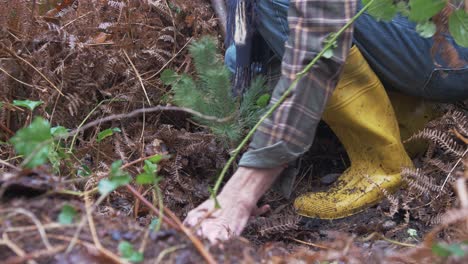 Hands of a mature man planting Scots Pine securing in forest