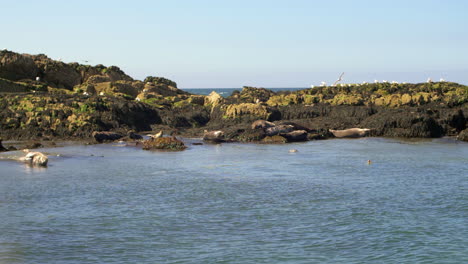 Slow-motion-Sea-Lions-Coast