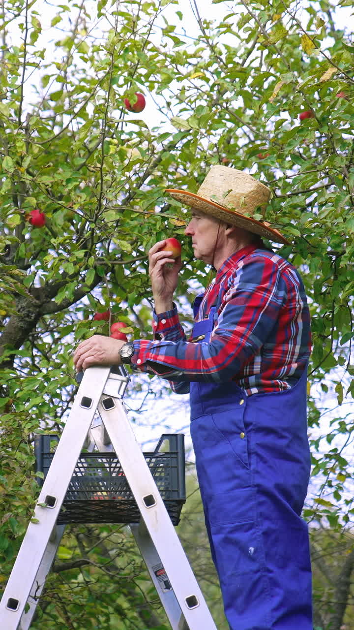 Organic agriculture tree harvesting. Farmer picking up red apples from the tree. Vertical video