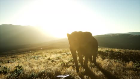 Viejo-Elefante-Africano-Caminando-En-La-Sabana-Contra-La-Puesta-De-Sol