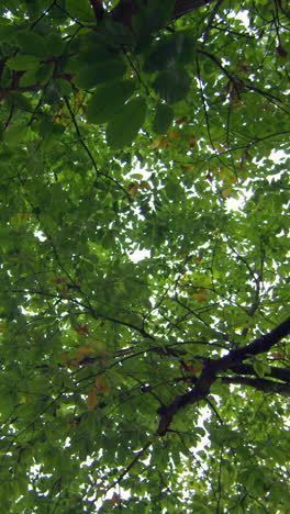 low angle view of green leaves on a tall tree