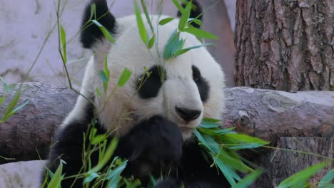 Giant-panda-(Ailuropoda-melanoleuca)-also-known-as-the-panda-bear-or-simply-the-panda,-is-a-bear-native-to-south-central-China.