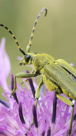 green longhorn beetle on a purple flower