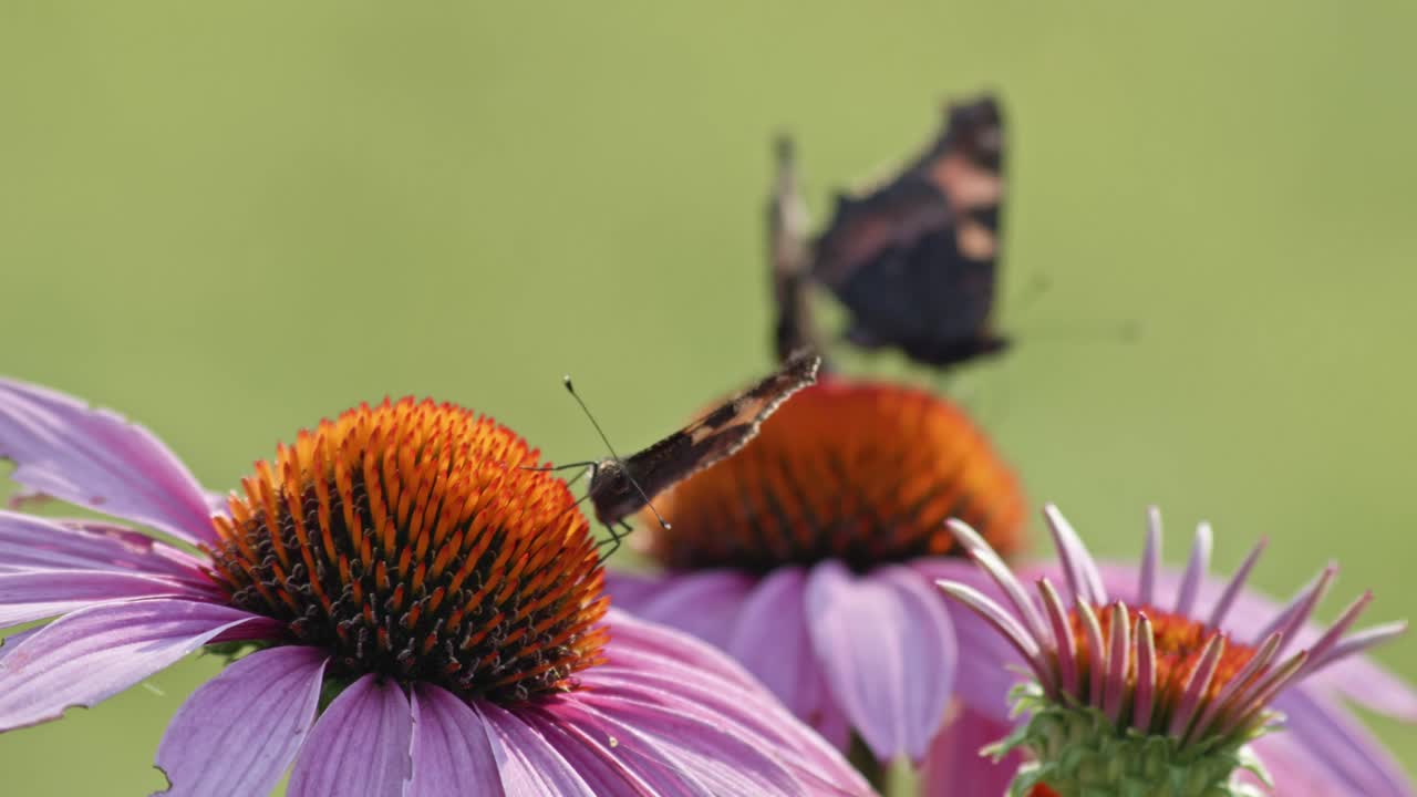bandada de tres mariposas comiendo néctar de coneflower naranja - toma macro estática