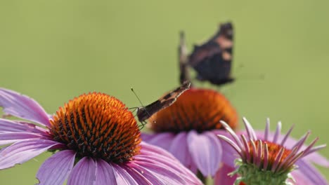 flock of three butterflies eating nectar from orange coneflower - macro static shot