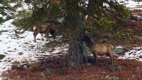 elk eats under the pine tree in winter in boise national forest, usa