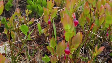 Arktischen-Tundra.-Schöne-Natur-Norwegen-Naturlandschaft.