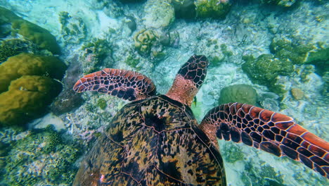 underwater view shows big sea turtle peacefully feeding on a shallow, sunlit coral reef in the clear tropical waters of the gili islands, diver's pov