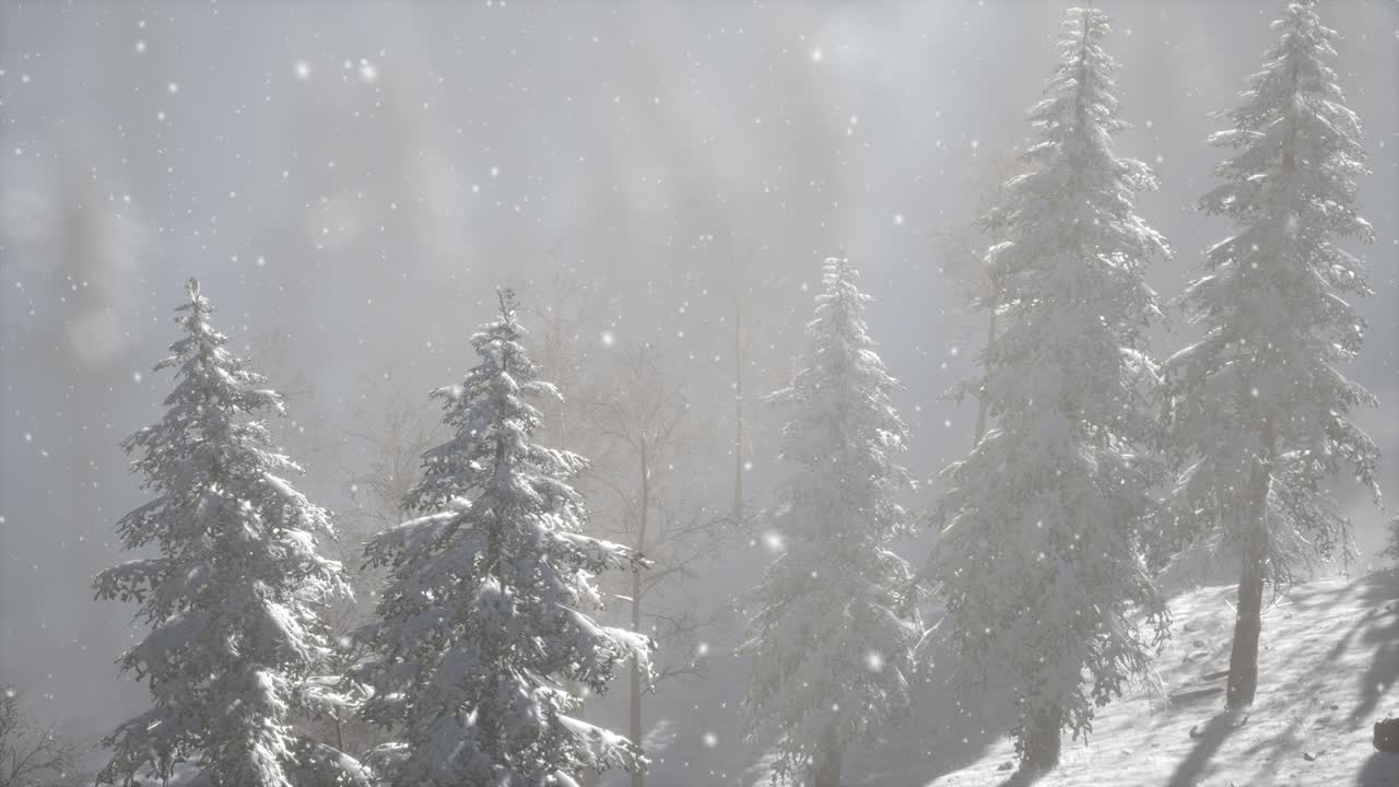 Niebla de niebla en el bosque de pinos en las laderas de las montañas