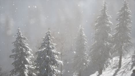 Misty-fog-in-pine-forest-on-mountain-slopes