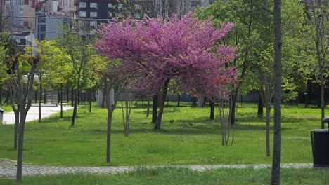 beautiful pink tree in bloom at urban park