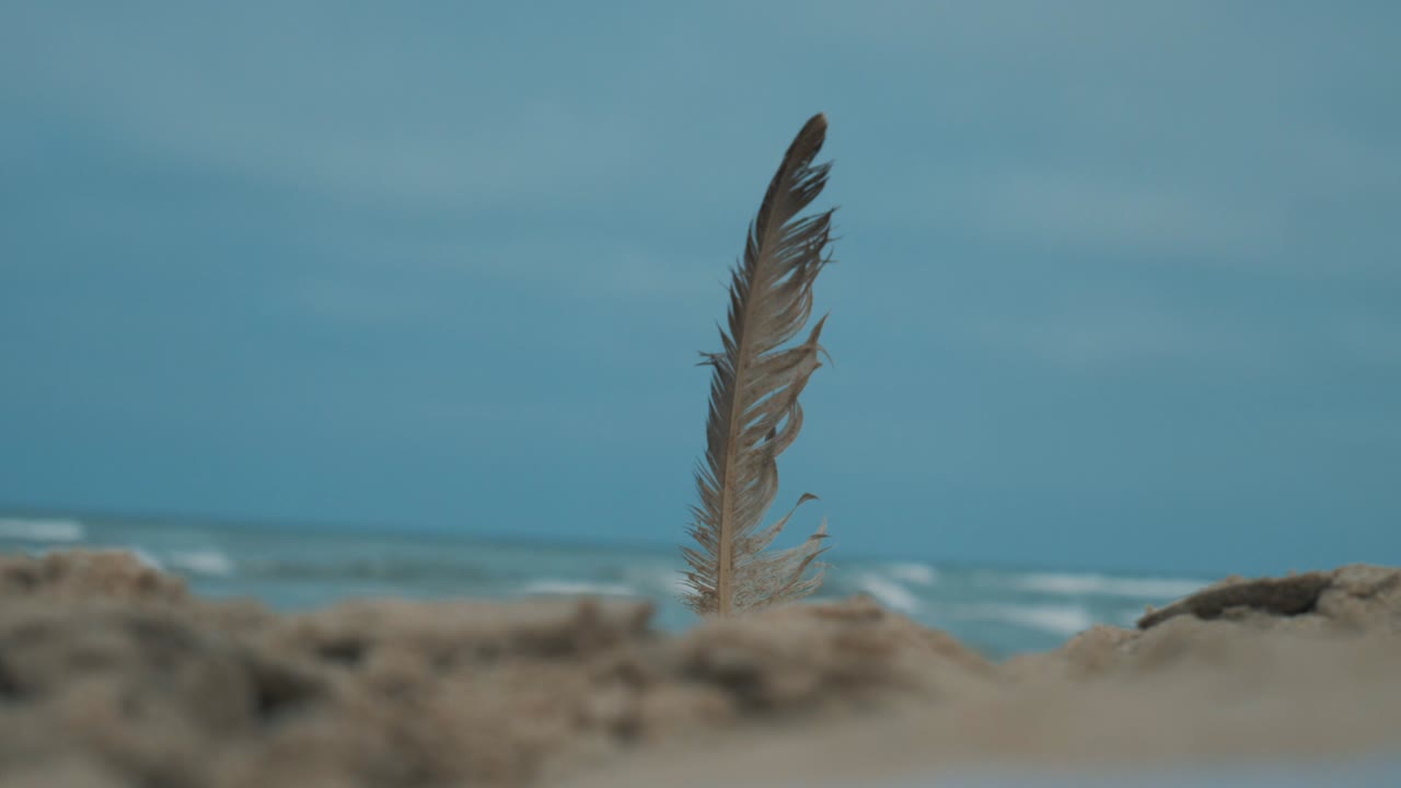 pluma en la arena frente al mar