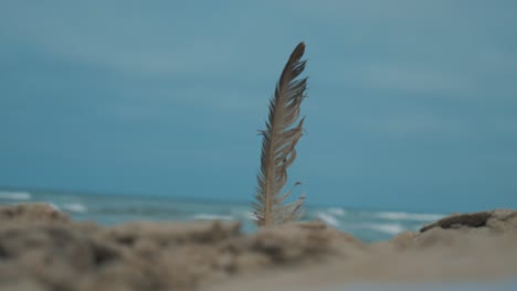 Pluma-En-La-Arena-Frente-Al-Mar