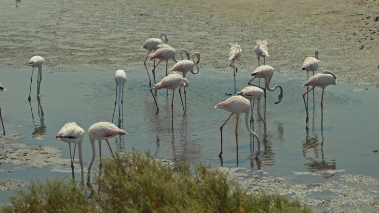 Flamingos in a Wetland
