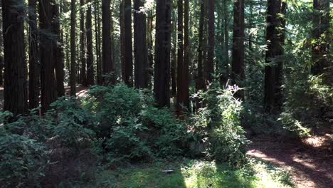 deeper into the morning forest we see sunbeams and light across the standing trees