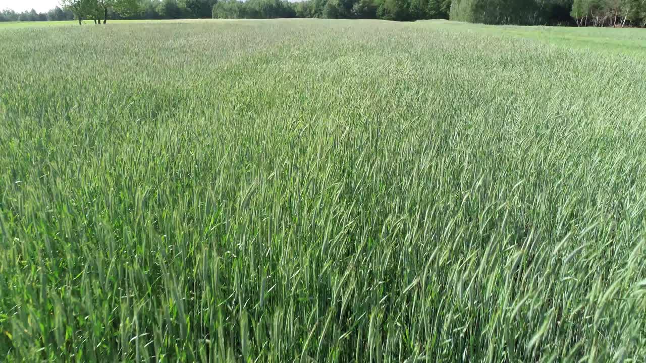 il drone vola sopra il campo verde piantagione di fattoria ecologica biologica naturale in campagna