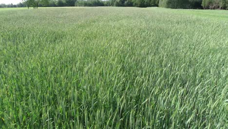 Drohnenfliege-über-Dem-Grünen-Feld,-Natürliche,-ökologische,-ökologische-Farmplantage-Auf-Dem-Land