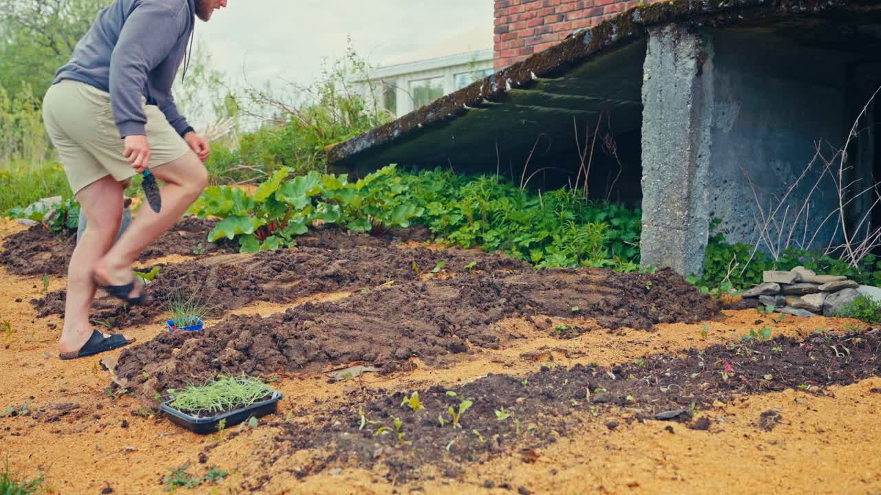 Man Digging Holes For Planting - Wide Shot