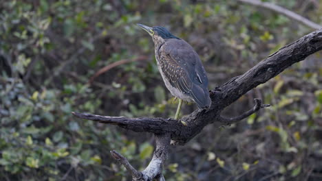 striated heron sitting with one leg on the tree branch and searching food in keoladeo bird sanctuary, butorides striata, mangrove heron, india.