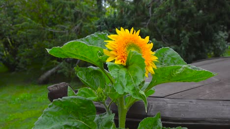 big sunflower plant with massive leaves in front of a old vintage and retro wooden boat during summer time moving in the wind