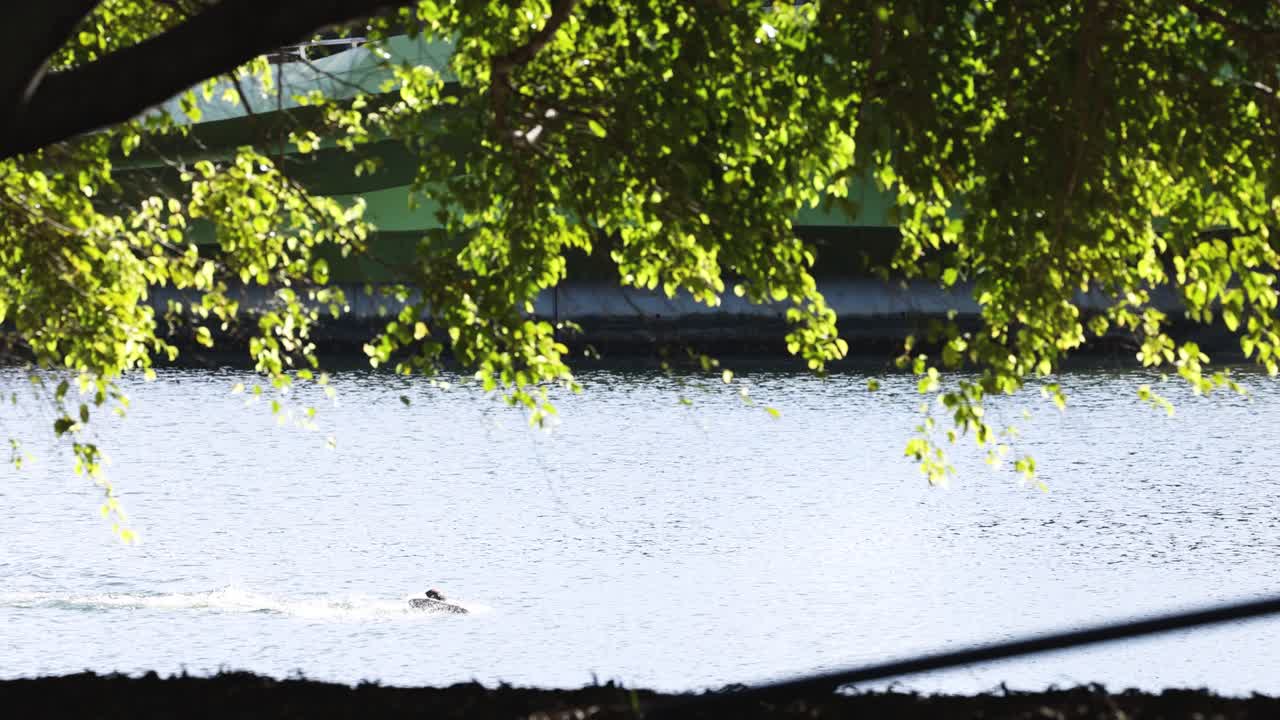 조용 한 연못 에서 수영 하는 사람 들