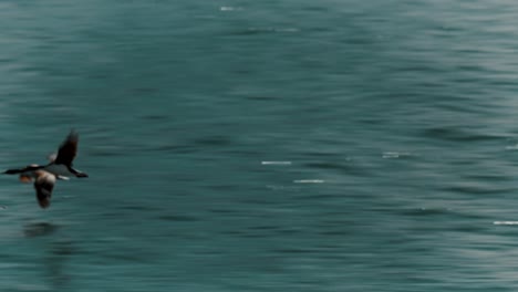 flock of birds flying above water surface in beagle channel, ushuaia, argentina