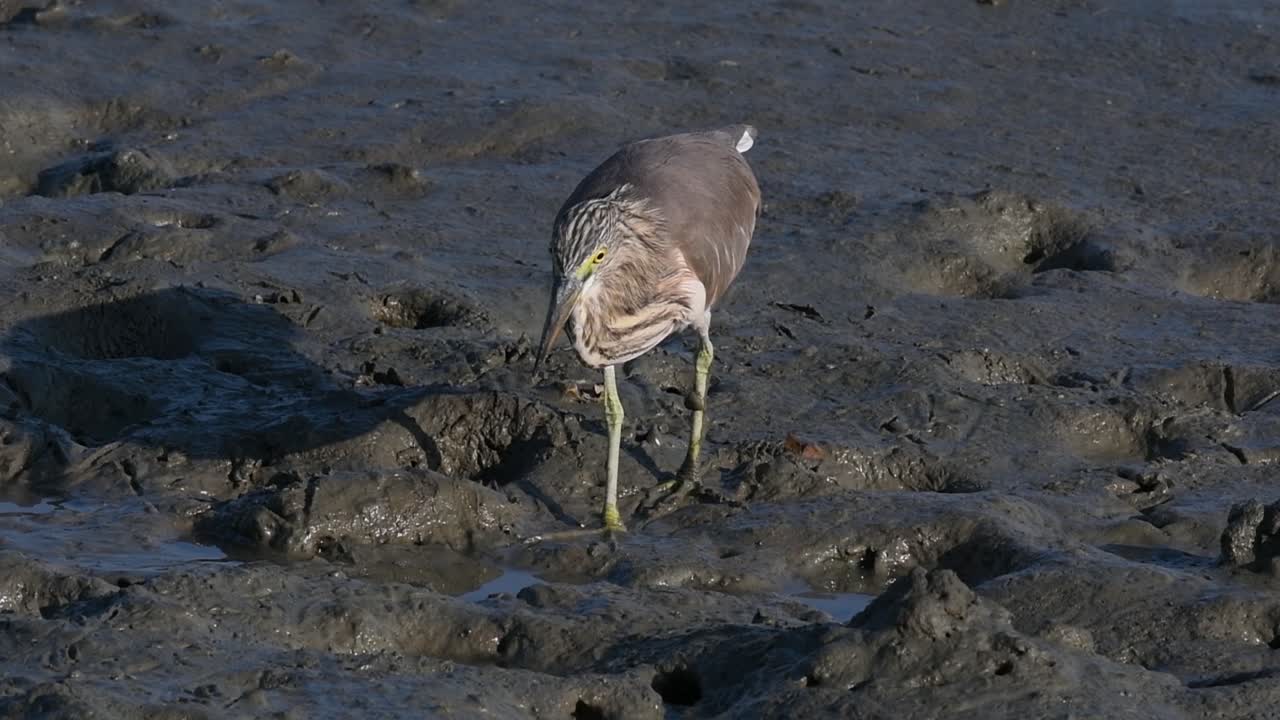 una de las garzas de estanque encontradas en tailandia que muestran diferentes plumajes según la temporada
