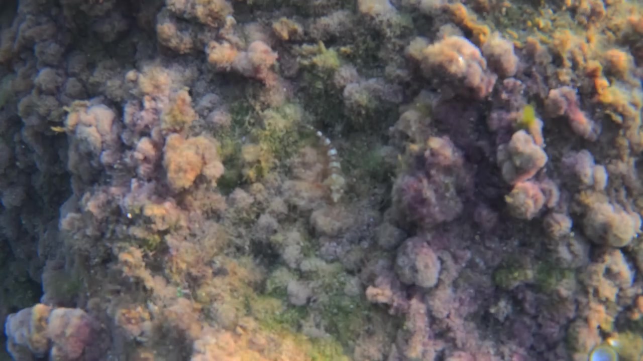Mano umana che esplora diverse texture di una barriera corallina sottomarina, scoprendo alghe marine e organismi marini.