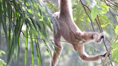 gibbons gracefully swinging through lush greenery