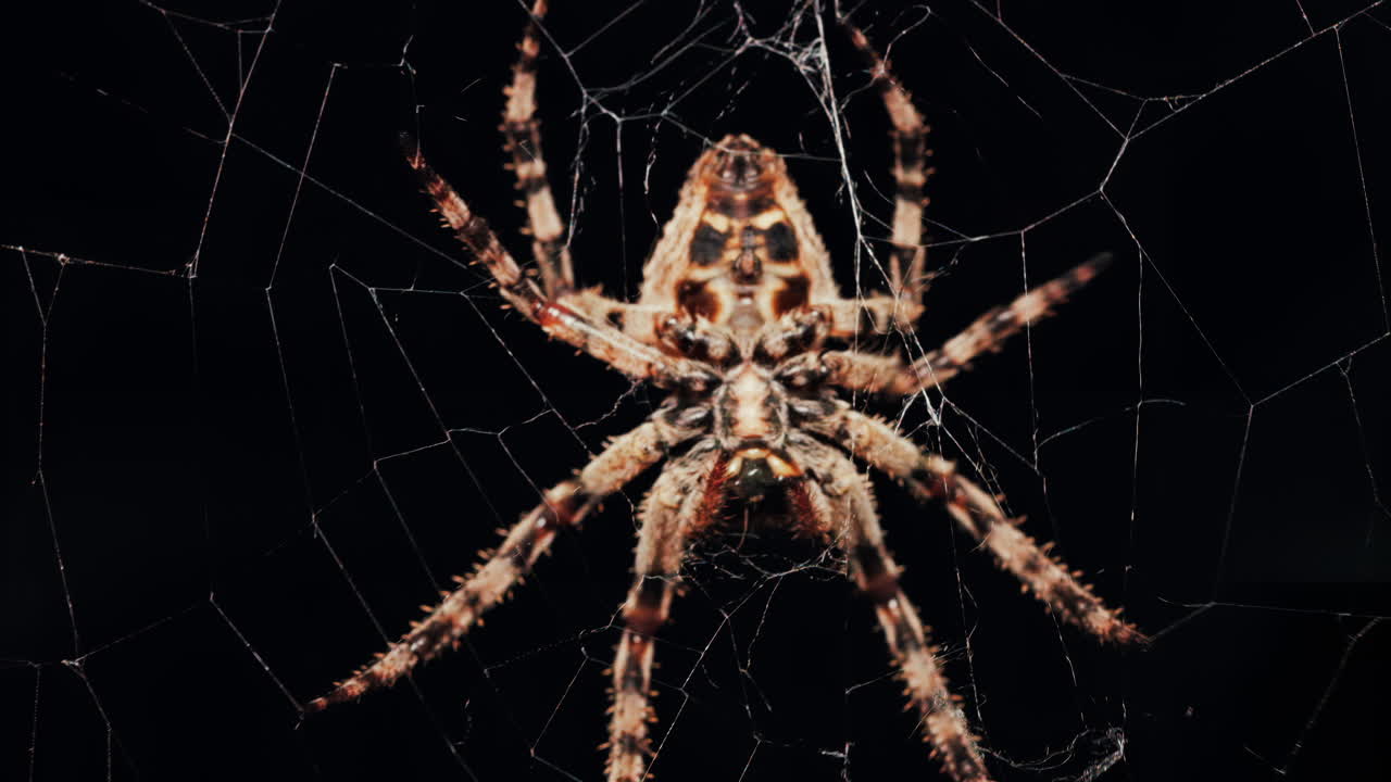 Close up of a spider sitting in its web, showing intricate details of its body and fine silk threads