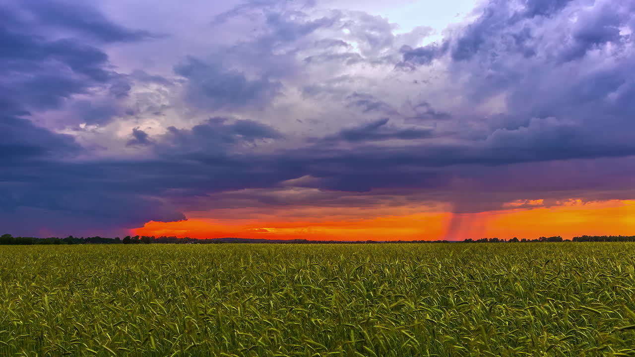 una toma en intervalos de tiempo de campos de trigo que se extienden hasta el horizonte donde el viento sopla nubes pesadas que cubren el cielo del atardecer