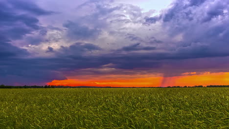 a time-lapse shot of wheat fields stretched to the horizon where the wind blows heavy clouds that cover the sunset sky