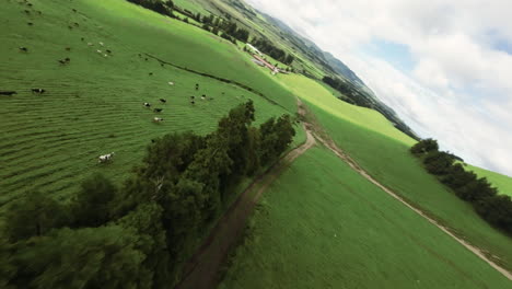 fast fpv aerial of cows moving on green hilly fields at the azores