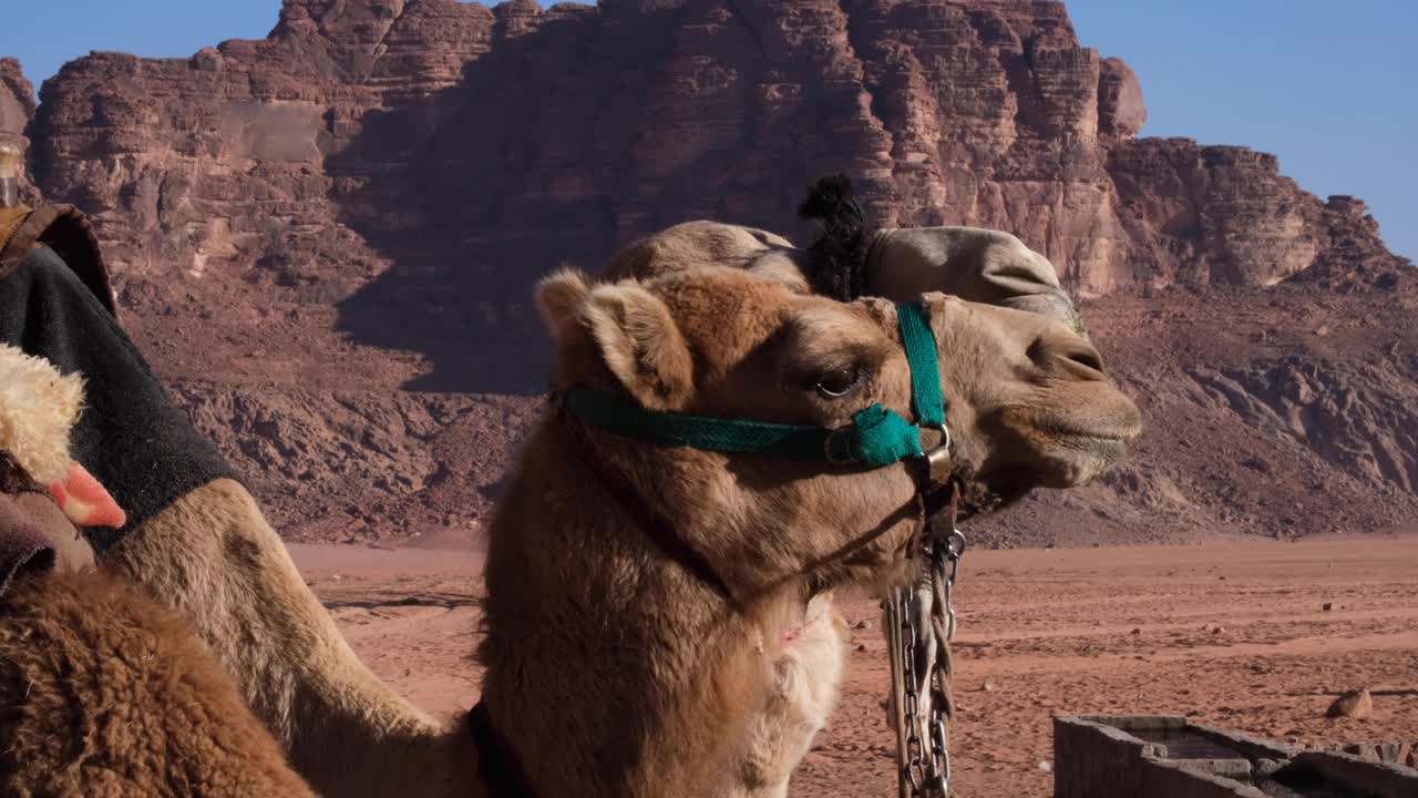 cerca de camellos en el vasto y remoto desierto de wadi rum, valle de la luna, con arena roja, paisaje montañoso y escarpado de arenisca en jordania, oriente medio