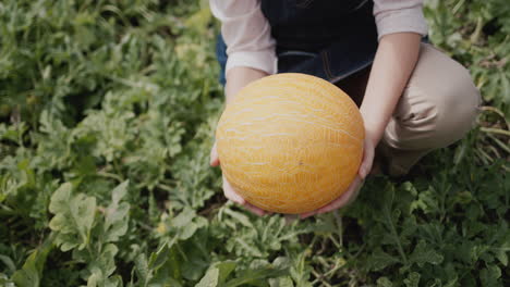 las manos del granjero con melón maduro. comida sabrosa y saludable