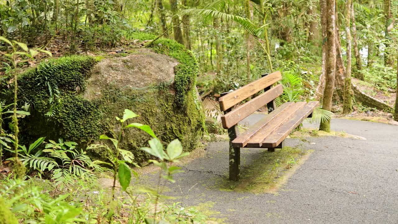 A tranquil bench sits along a mossy path in the vibrant Daintree Rainforest, captured with natural lighting and steady camera movement