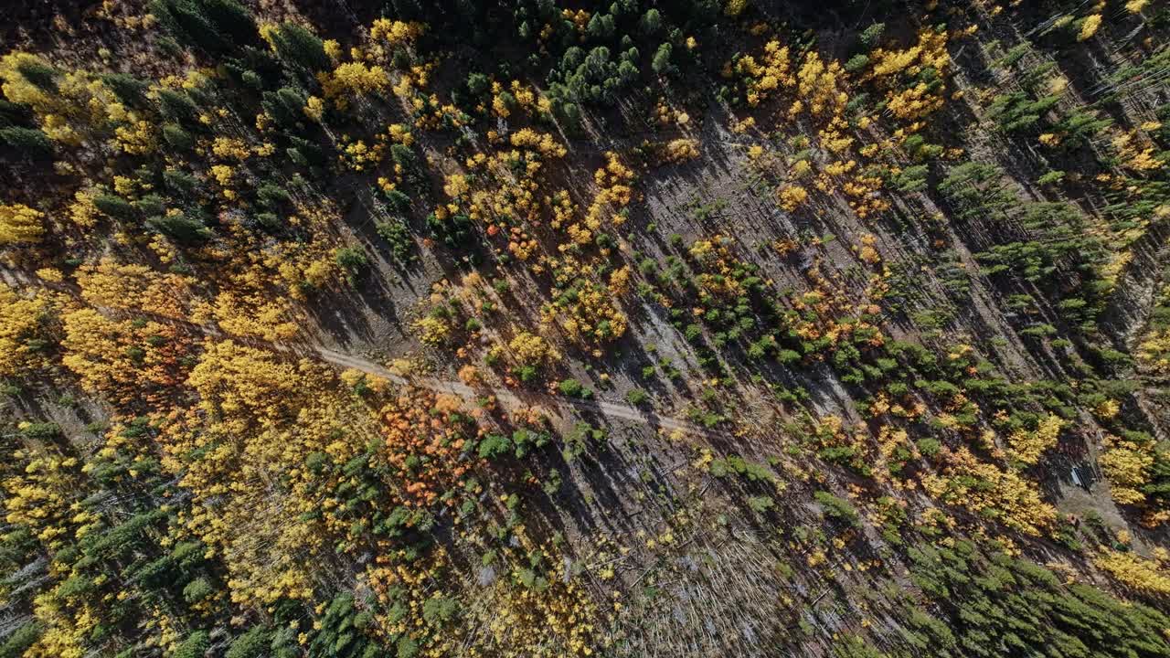 Establishing aerial ascend over valley road and colorful autumn forest near Frisco Gulch Colorado, golden seasonal scene