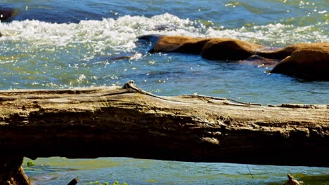 Tree-log-fallen-over-flowing-white-water-river-rapids-in-sunlight