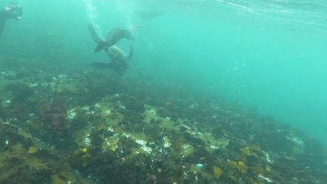 Seelöwenwelpe-Dreht-Sich-Und-Schwimmt-Durch-Nahaufnahme-Im-Seichten-Ozean,-Zeitlupe