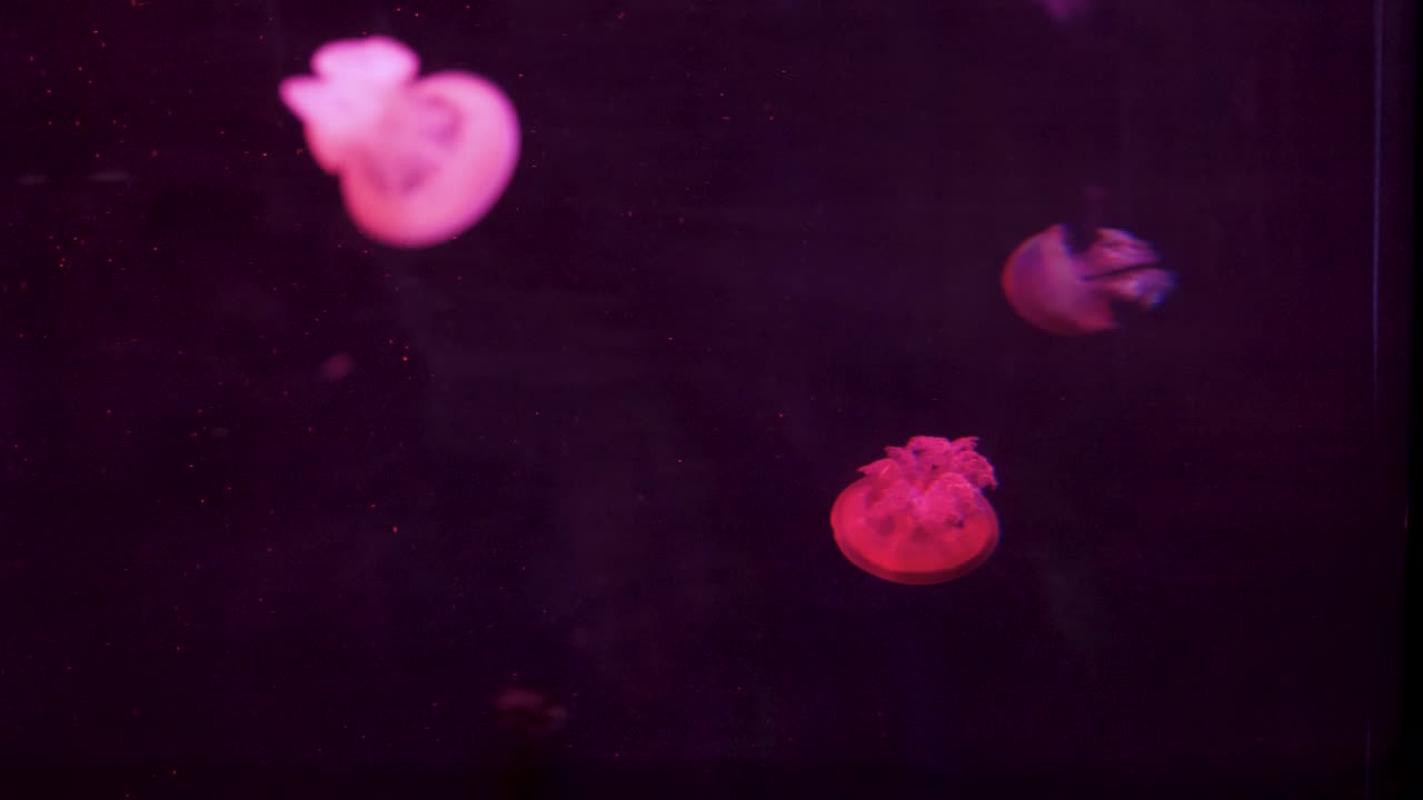 las coloridas medusas se mueven con gracia en la exhibición del acuario